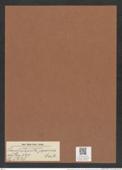 Actinoptychus japonica Castr. (de-Toni-Nr.: Genus 227, Species 5628) Zeichnungen Sammlung Grunow Mappe 05363 (Herbarium_W_Grunow_drawings_Folder_05363)